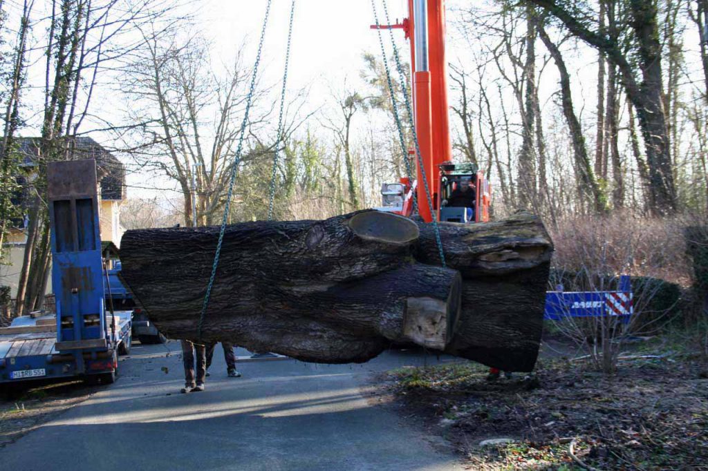 Eiche (ca. 500 Jahre alt) am Kran kurz vor dem Abtransport. Extrem Eiche am Kran.jpg
3 Gründe für Stammstark Extrem
