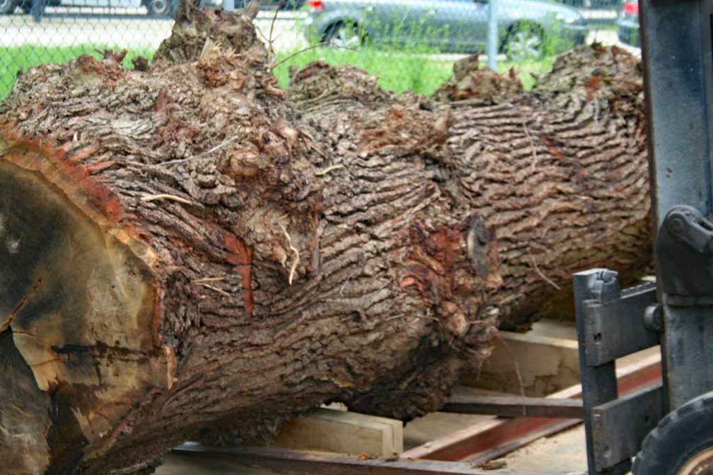 Eichenstamm einer sogenannten Roseneiche im Sägewerk